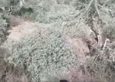 Nablus: Nazi Jewish Colonists Attack A Home, Cut Olive Trees