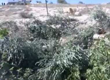 Nazi Soldiers Uproot 200 Olive Trees