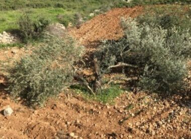 Nazi Soldiers Uproot Dozens Of Olive Trees