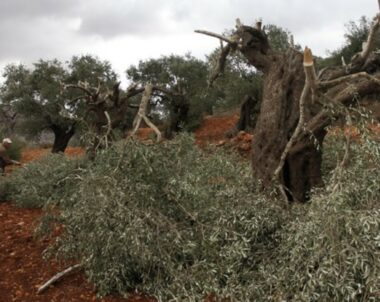 Bethlehem: Nazi Colonizers Cut Dozens Of Olive Trees