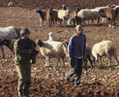 Hebron: Nazi Colonizers Attack Palestinian Shepherds