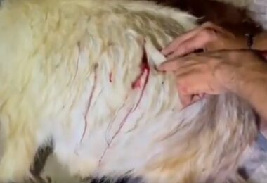 Hebron: Nazi Colonizers Stab Goats Killing Four