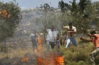 Nablus: Nazi Colonizers Burn Olive Trees