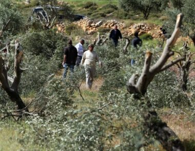 Ramallah: Nazi Colonizers Cut 80 Olive Trees