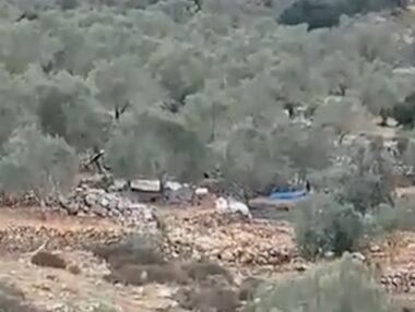 Nablus: Nazi Settlers Steal Olive Crops