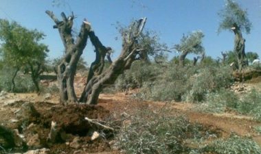 Nablus: Jewish Settlers Chop Olive Trees