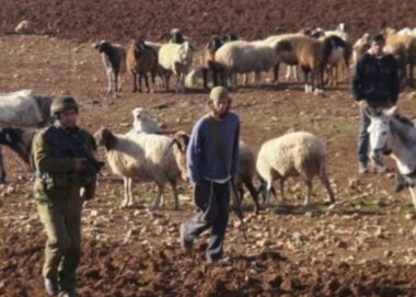 Nazi Colonizers Attack Palestinian Shepherds In Northern Plains