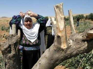 Hebron: Nazi Soldiers Uproot 130 Trees, Bulldoze Farmlands
