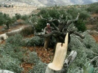 Hebron: Nazi Colonizers Cut Seventy Olive Trees
