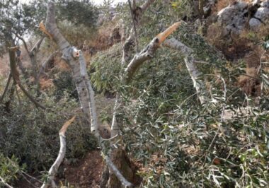 Nablus: Nazi Colonizers Cut 600 Trees