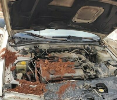 Nablus: Nazi Colonizers Attack Home, Destroy Car And Uproot Saplings