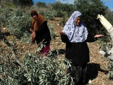 Bethlehem: Nazi Soldiers Uproot 250 Olive Trees