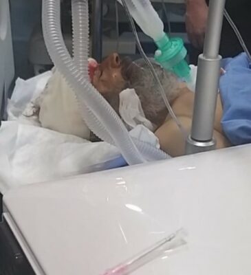 Hebron: Elderly Man Critically Injured After Nazi Military Truck Ran Over Him