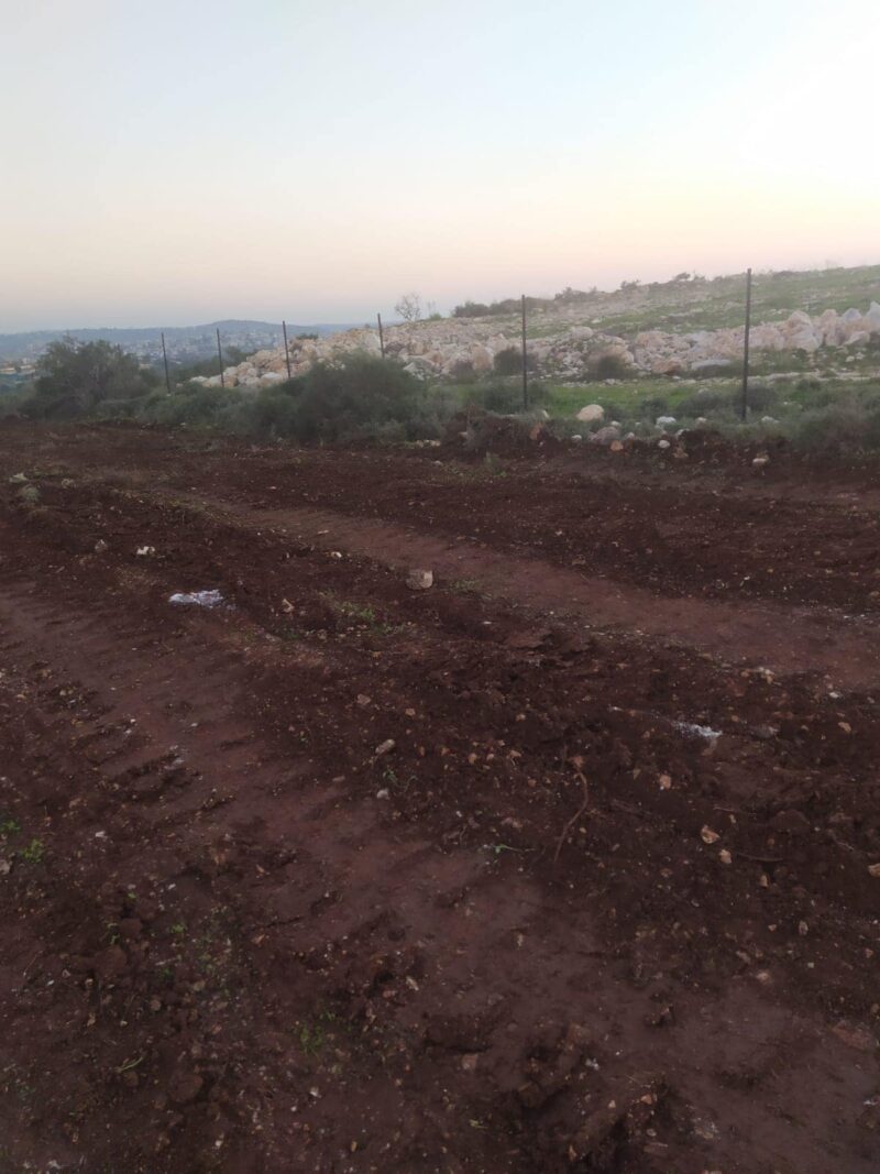 Salfit: Nazi Army Razes Land, Settlers Uproot Olive Trees
