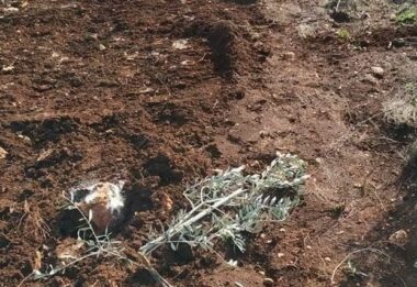 Hebron: Nazi Colonizers Uproot Sixty Olive Saplings