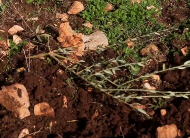 Salfit: Nazi Colonizers Uproot 110 Olive Saplings