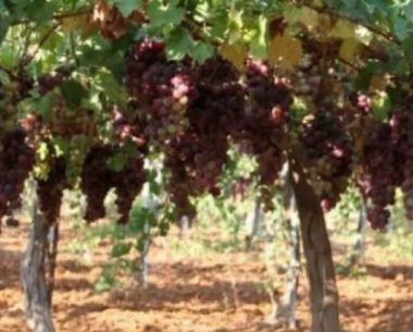 Bethlehem: Nazi settlers Raze Land, Cut Grape Trees Near Salfit
