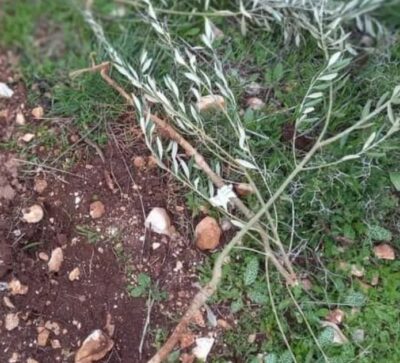 Salfit: Nazi Colonizers Uproot 45 Olive Sapling