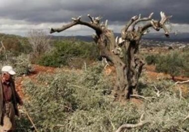 Bethlehem: Nazi Colonizes Cut Olive And Cactus Trees