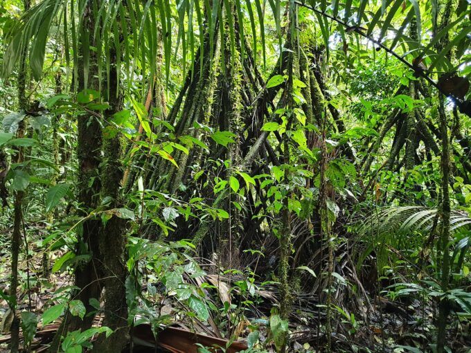 Does the Amazon Now Have a Shot at Survival?