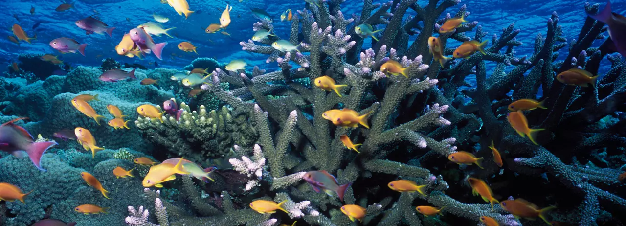 UN Chief Warns of ‘Ocean Emergency’ as Leaders Confront Biodiversity Loss, Pollution