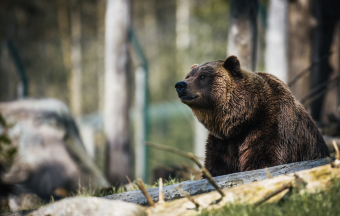 We Know How to Stop the Decimation of Grizzlies, We Just Need the Will to Act