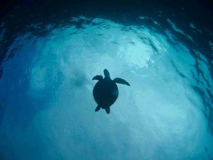 World’s Premier Marine Ecosystem at Risk