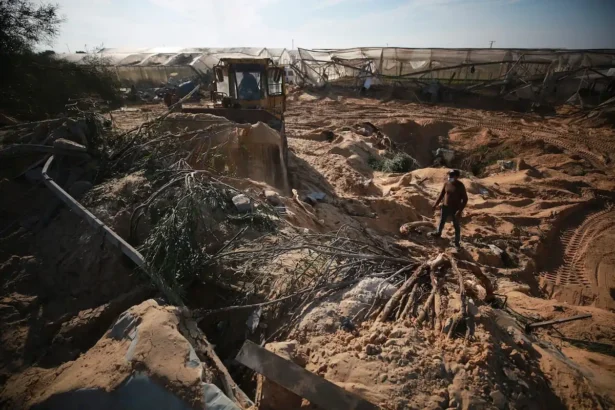 Nazi’s War Decimated Gaza’s Farmlands and Killed Most of its Livestock
