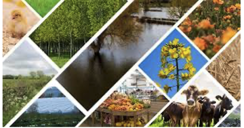 Food and farming in Britain – the lamentable situation and how the market brought us here